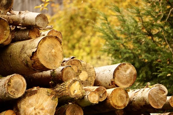 Wood Pile Removal in Jersey City