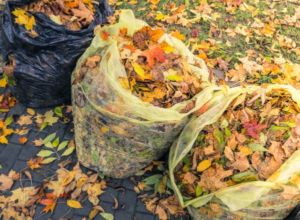 Yard Cleanup Service in Jersey City