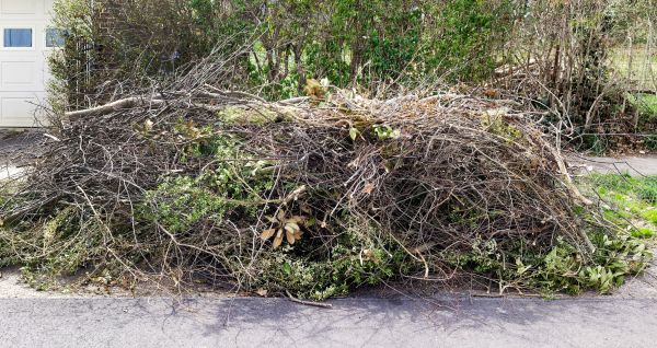 Tree Limb Cleanup in Jersey City