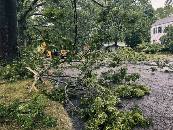 Tree Branch Disposal in Jersey City