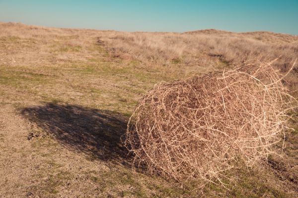 Tumbleweed Removal in Jersey City