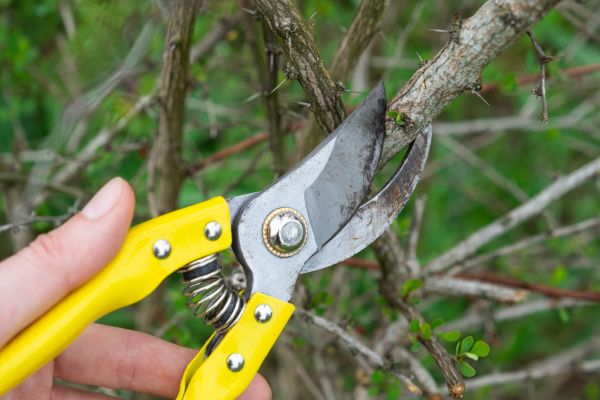 Limbs Removal in Jersey City