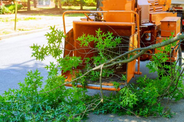 Tree Branches Removal in Jersey City