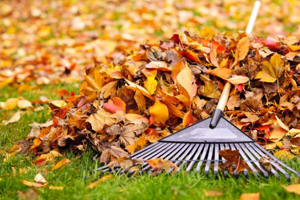 Yard Leaf Removal in Jersey City