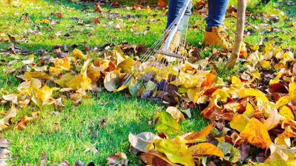 Lawn Cleanup Service in Jersey City