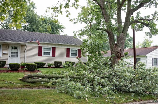 Fallen Branch Removal in Jersey City