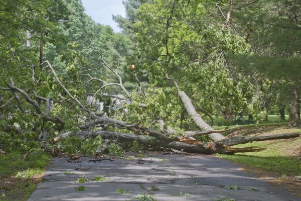 Tree Debris Removal in Jersey City